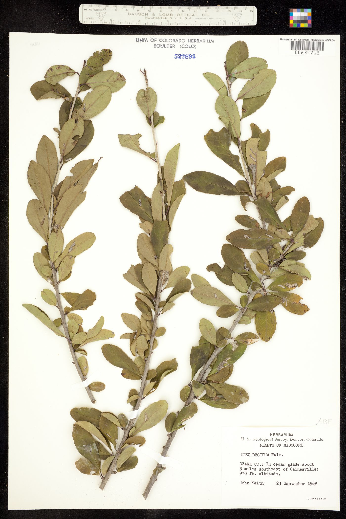 Ilex decidua image