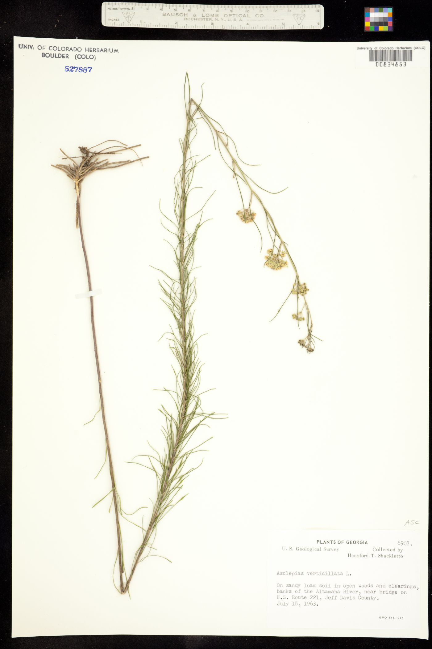 Asclepias verticillata image