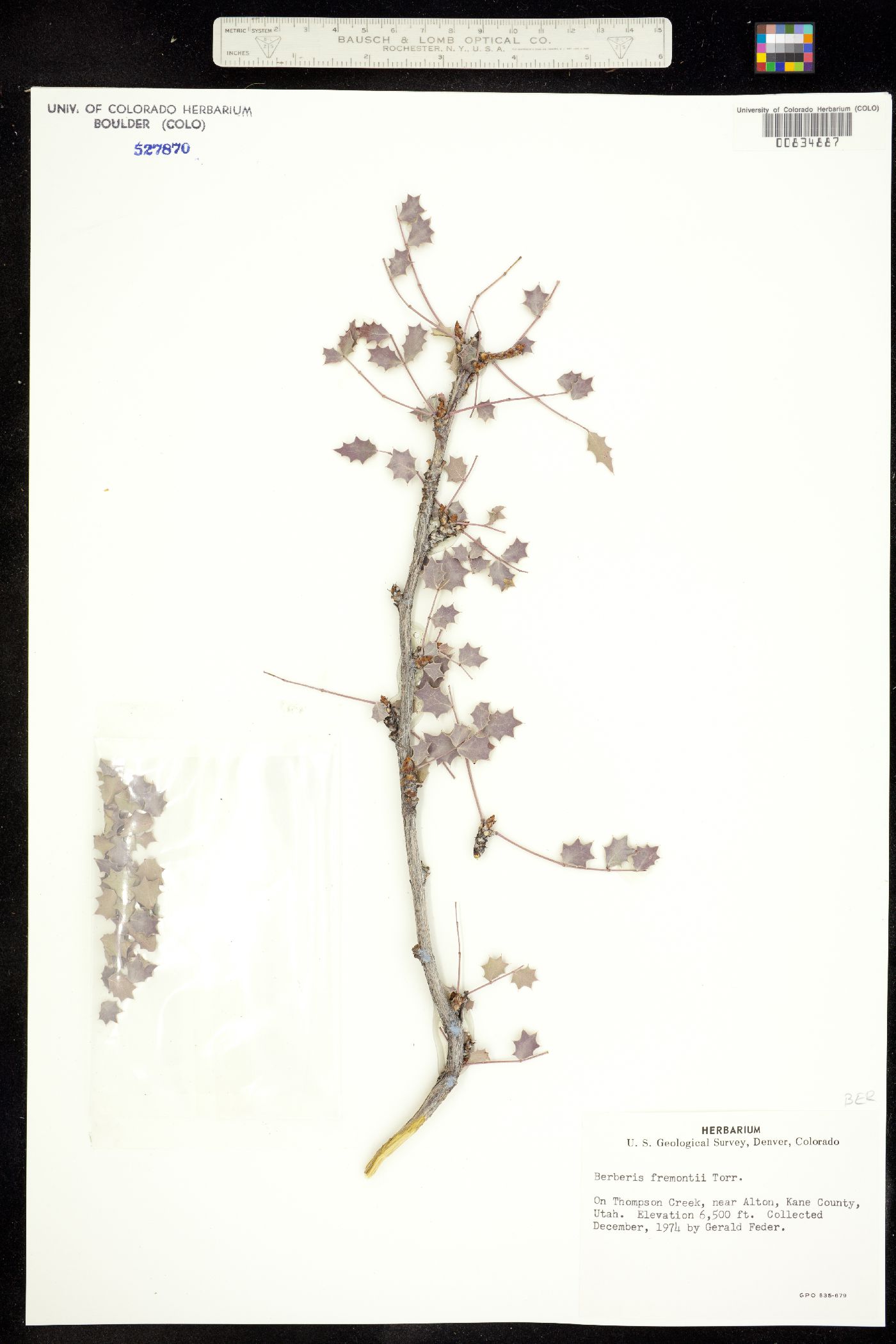 Berberis fremontii image