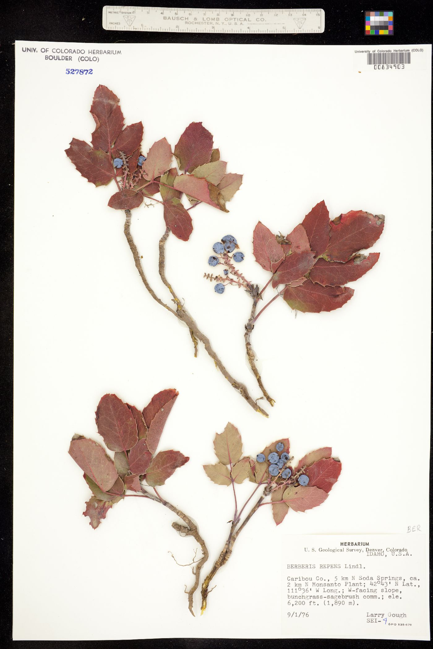 Berberis repens image