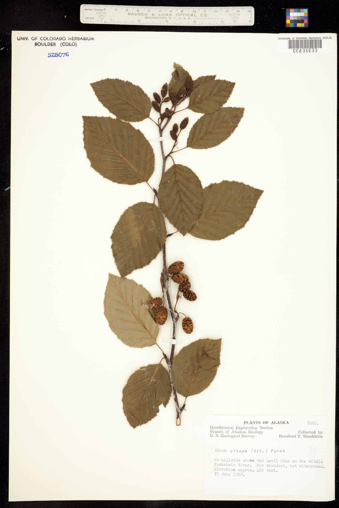 Alnus viridis ssp. crispa image