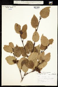 Alnus viridis ssp. crispa image