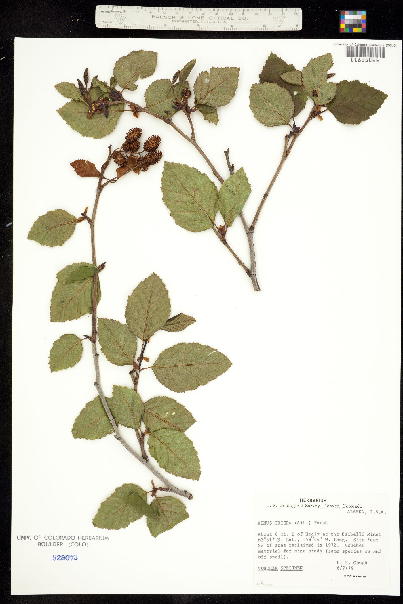 Alnus image