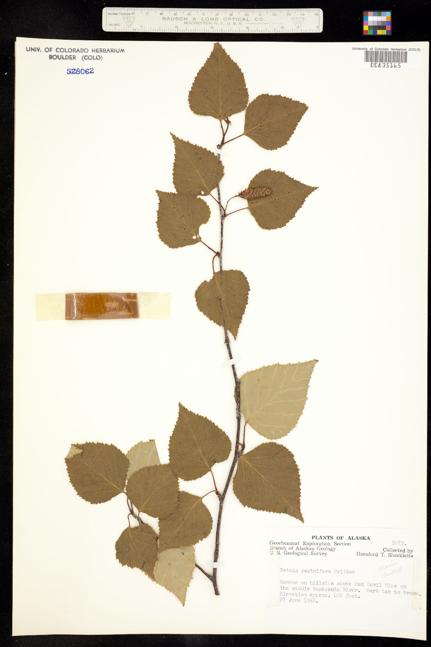 Betula resinifera image