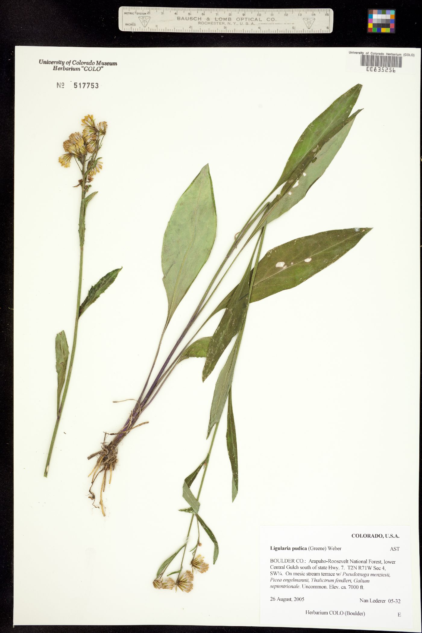 Senecio pudicus image