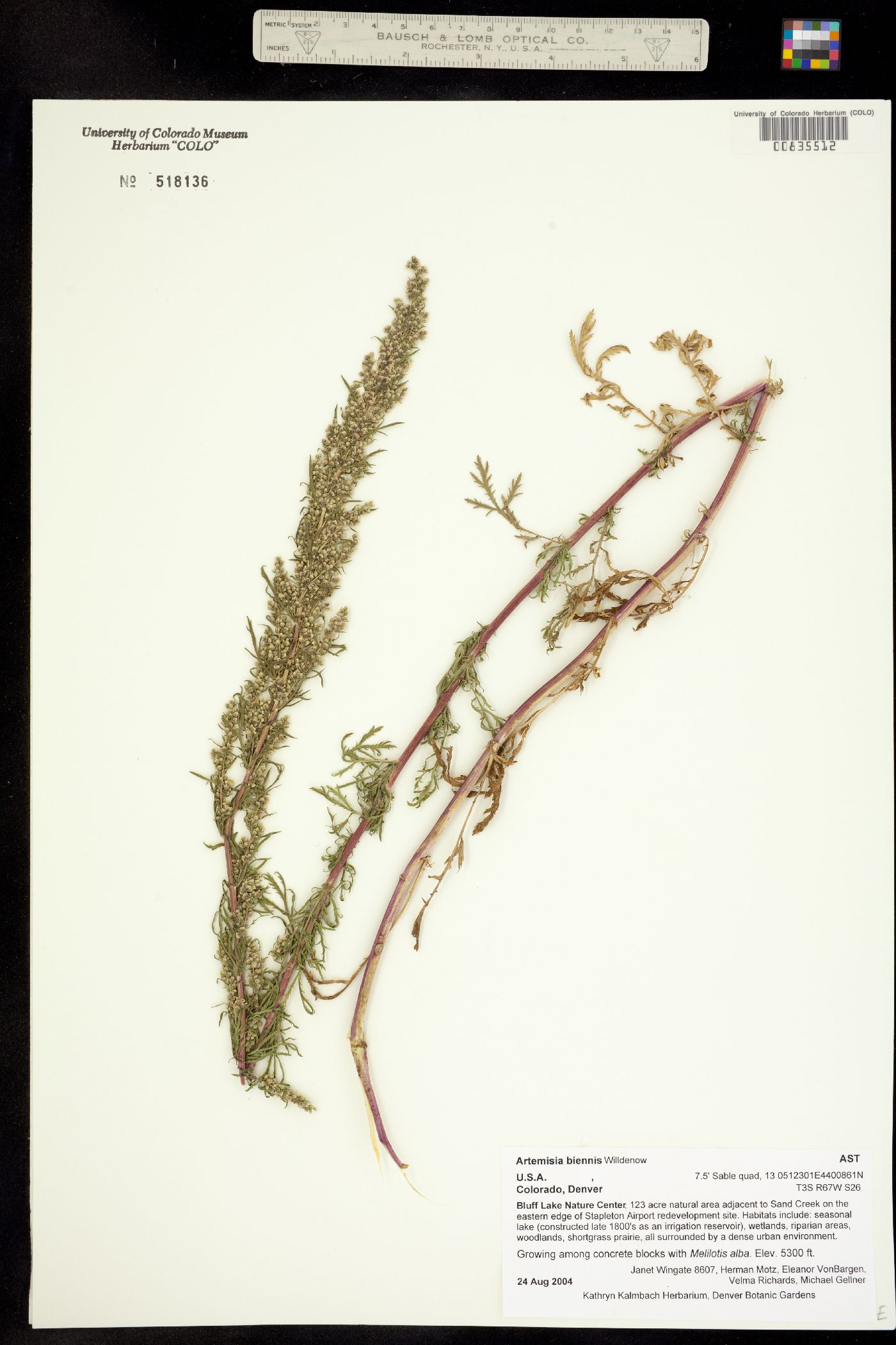 Artemisia biennis image