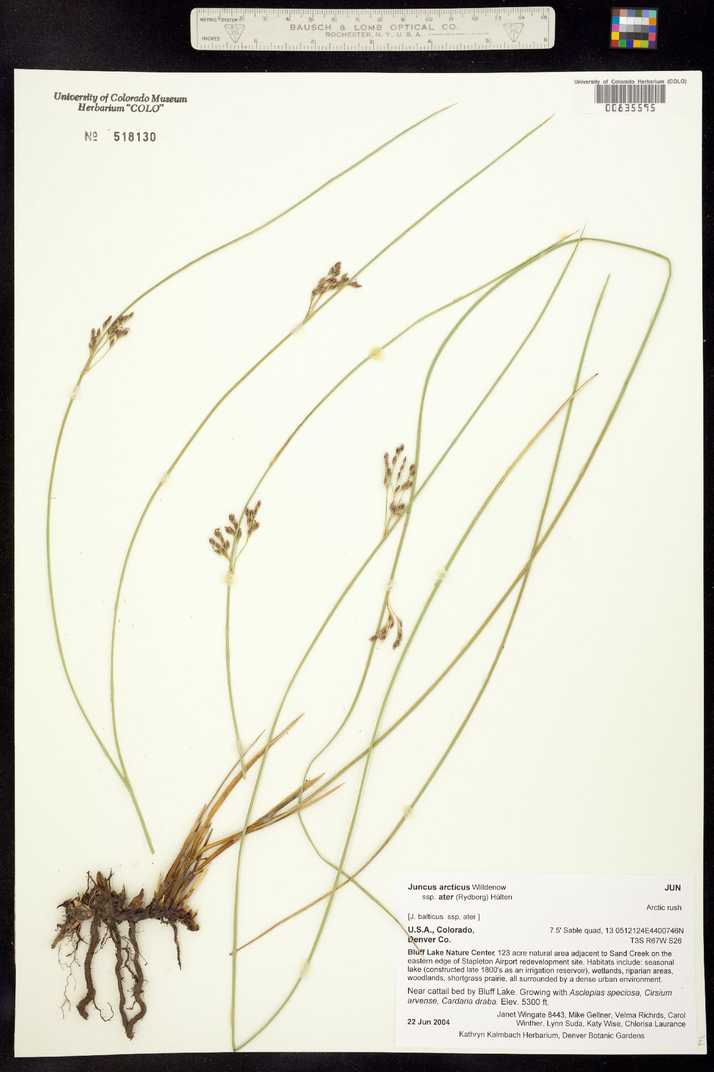 Juncus balticus ssp. ater image