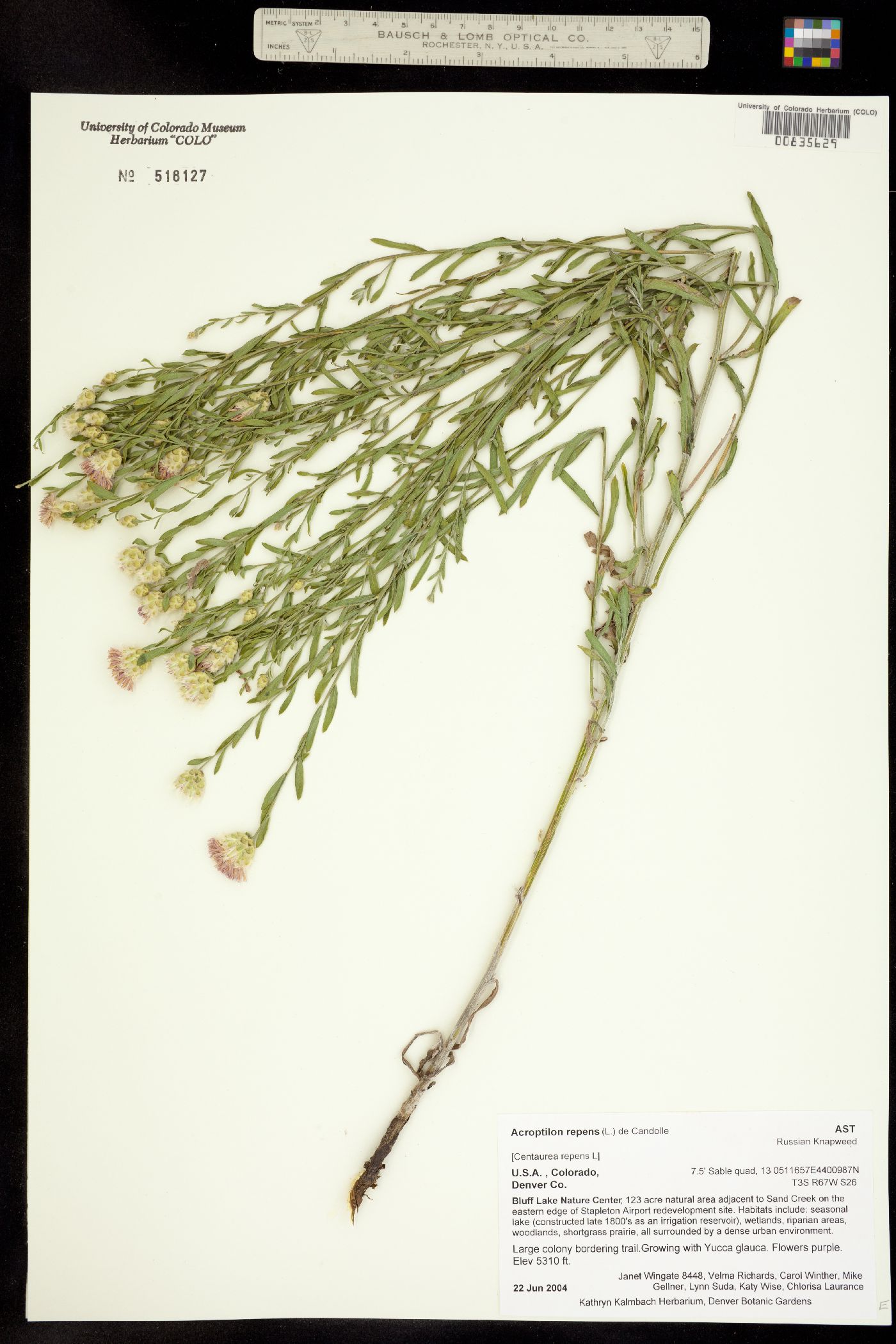 Acroptilon repens image