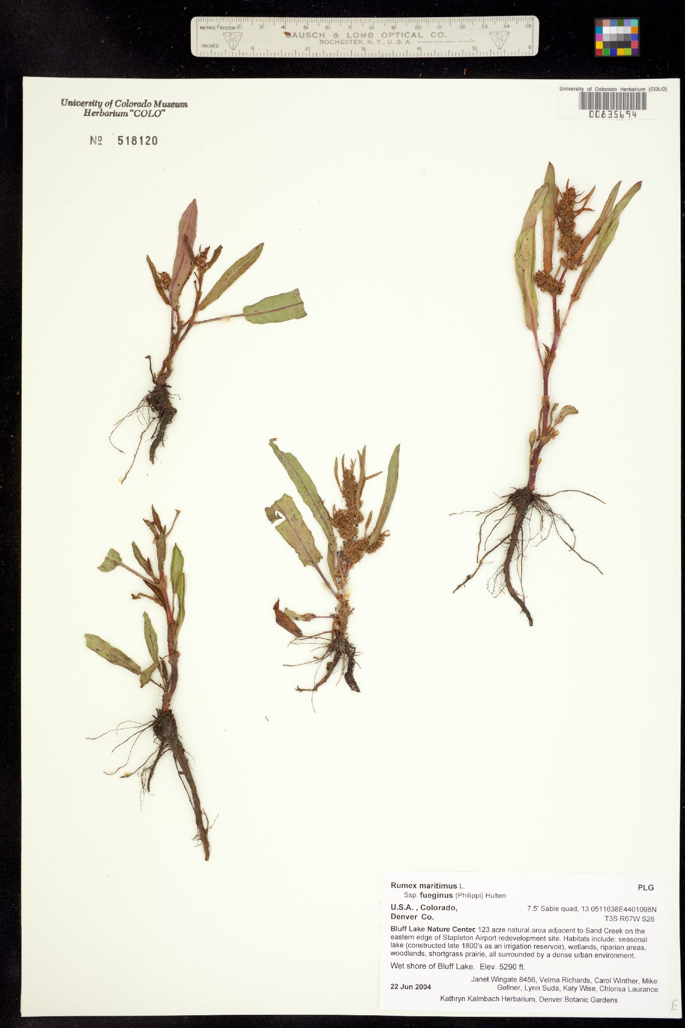 Rumex fueginus image