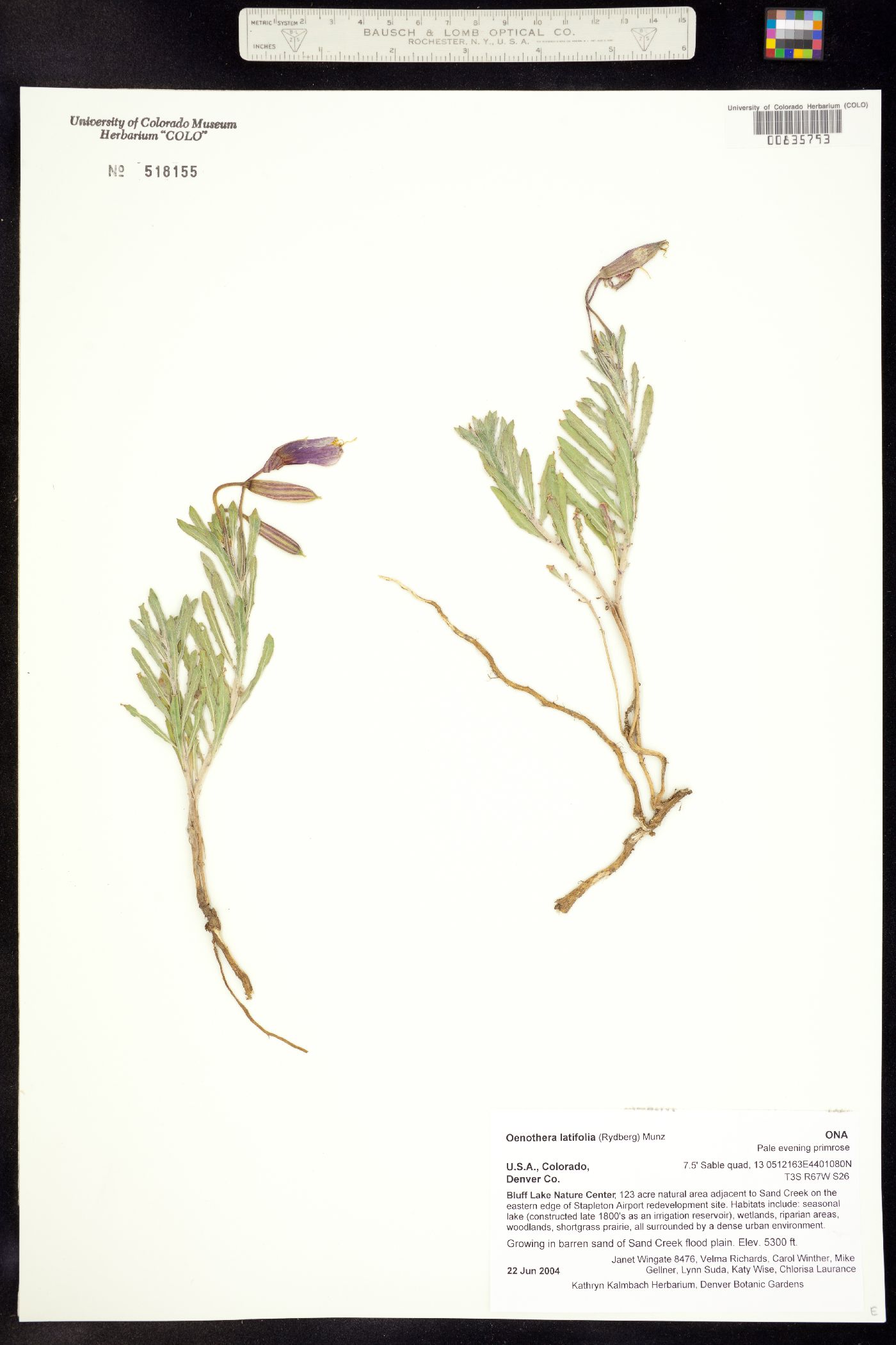 Oenothera latifolia image