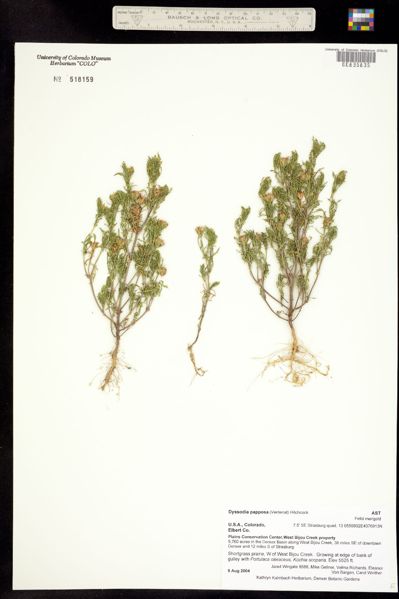 Dyssodia papposa image