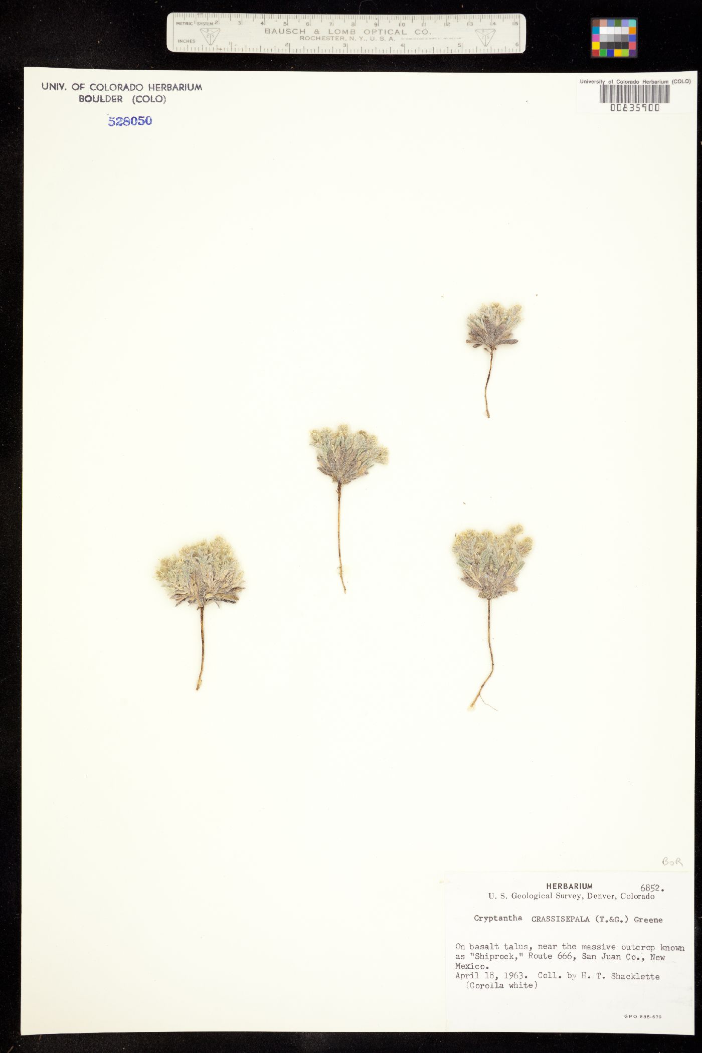 Cryptantha crassisepala var. crassisepala image