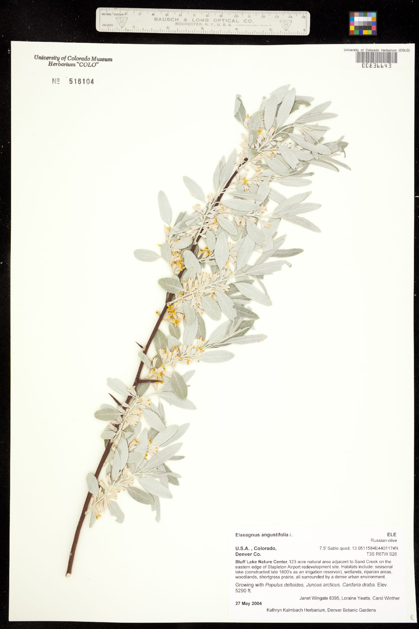 Elaeagnus angustifolia image