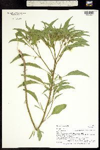 Image of Physalis longifolia