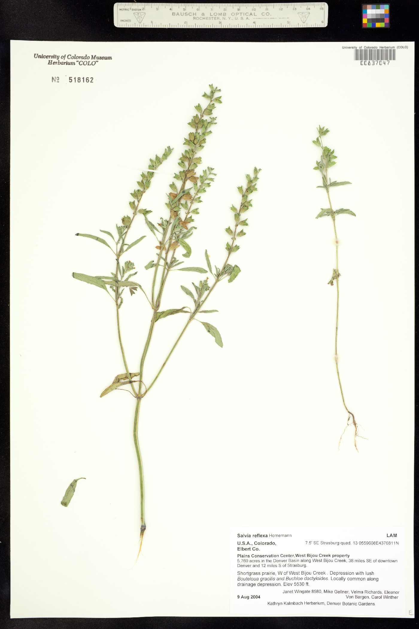 Salvia image