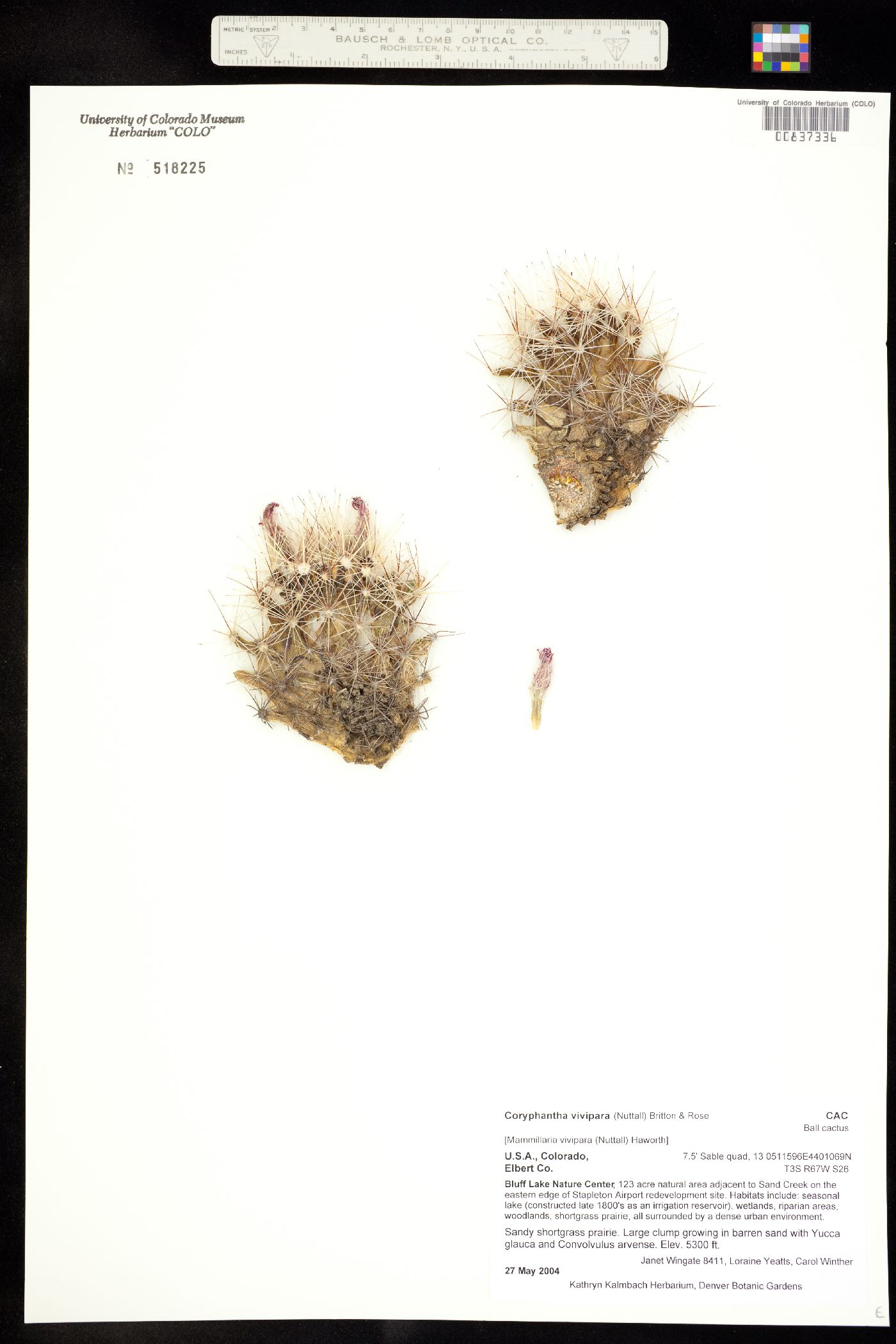 Escobaria vivipara image