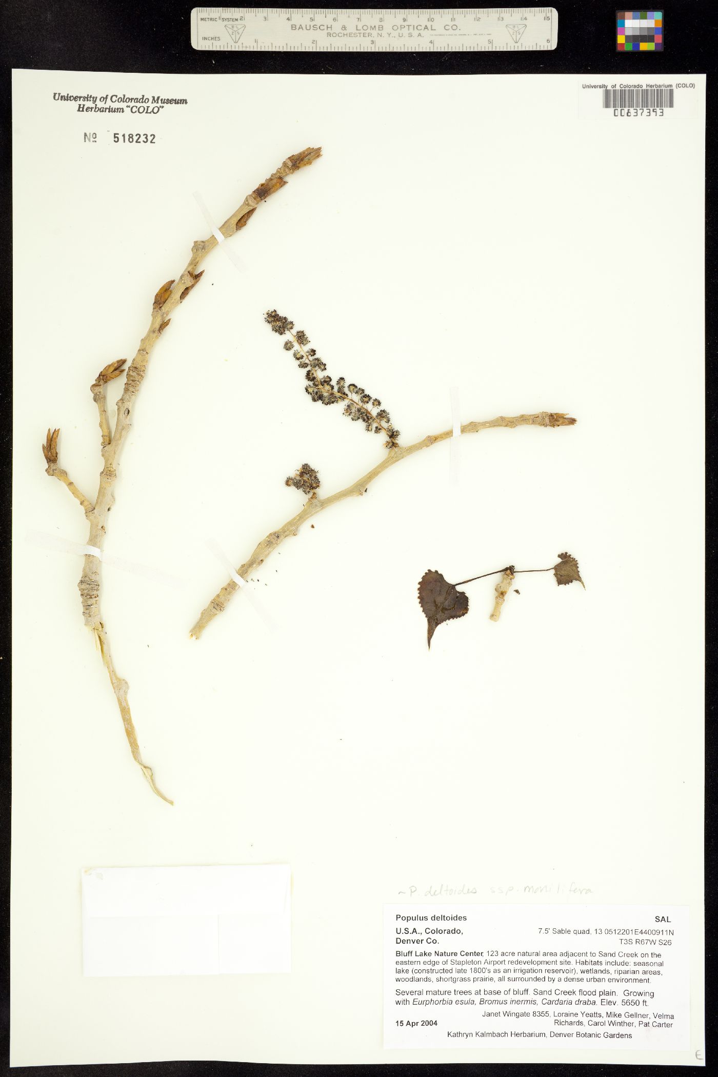Populus deltoides subsp. monilifera image