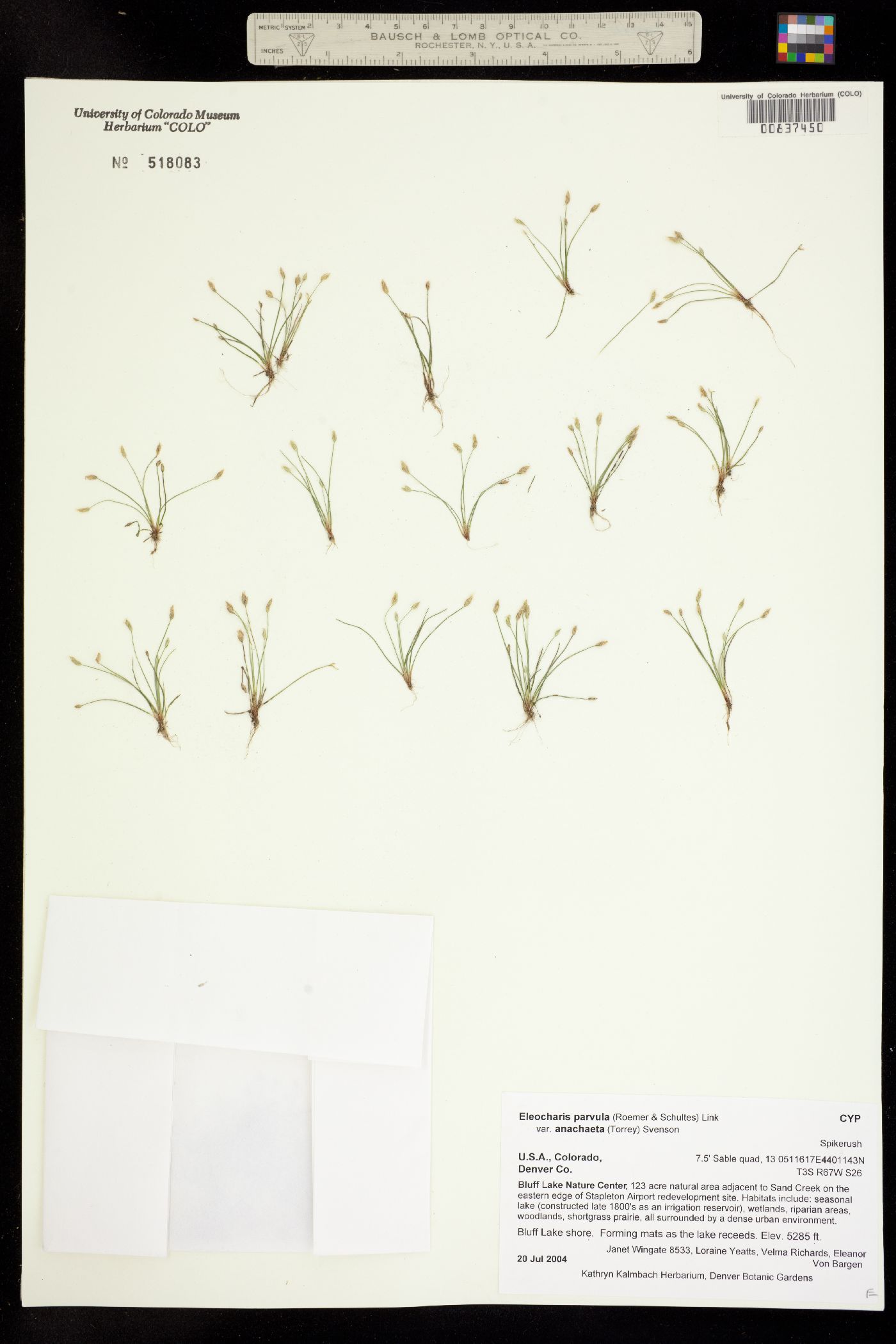 Eleocharis parvula image