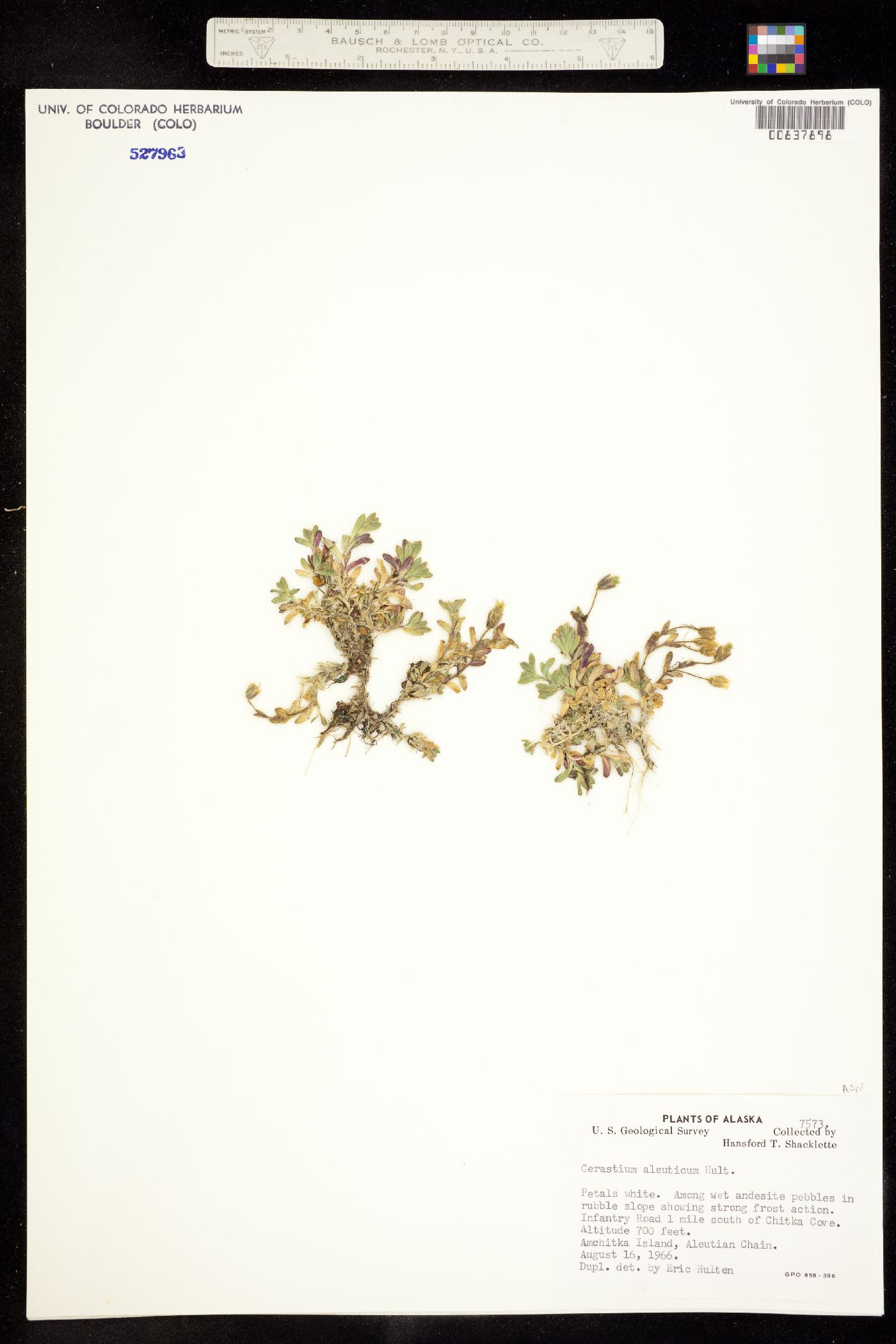 Cerastium aleuticum image