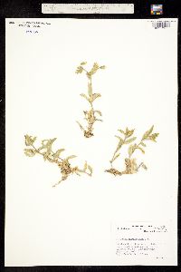 Cerastium fischerianum image