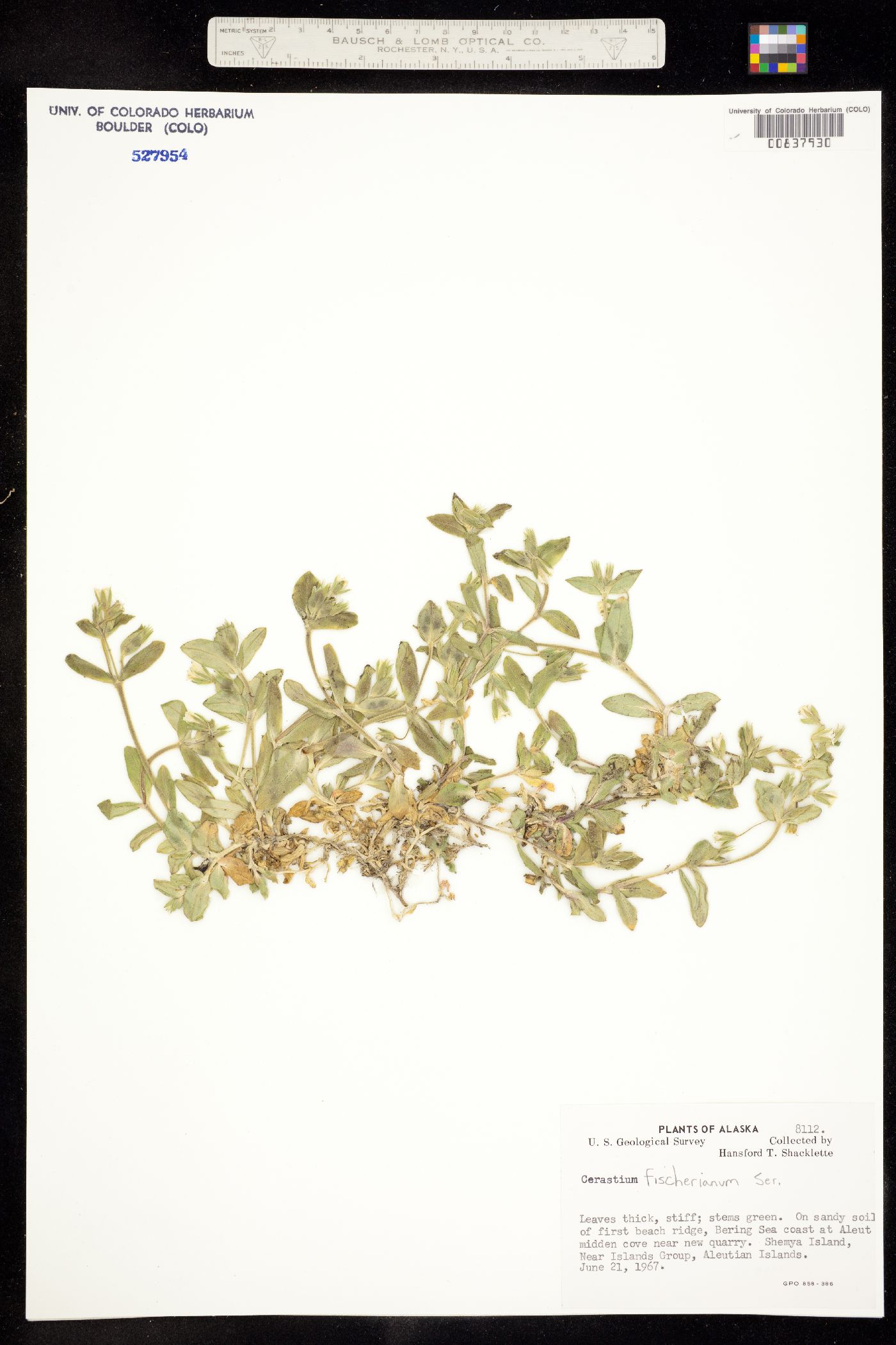 Cerastium fischerianum image