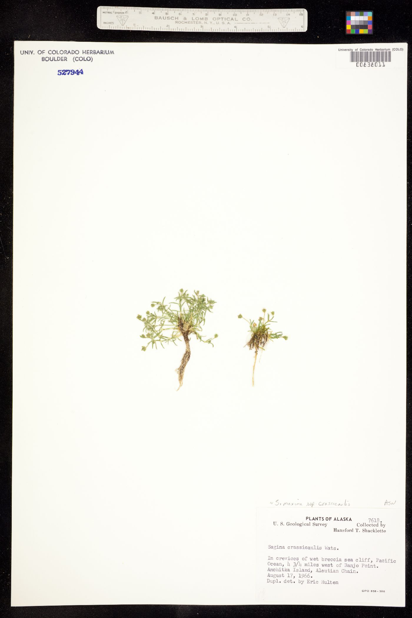 Sagina maxima image