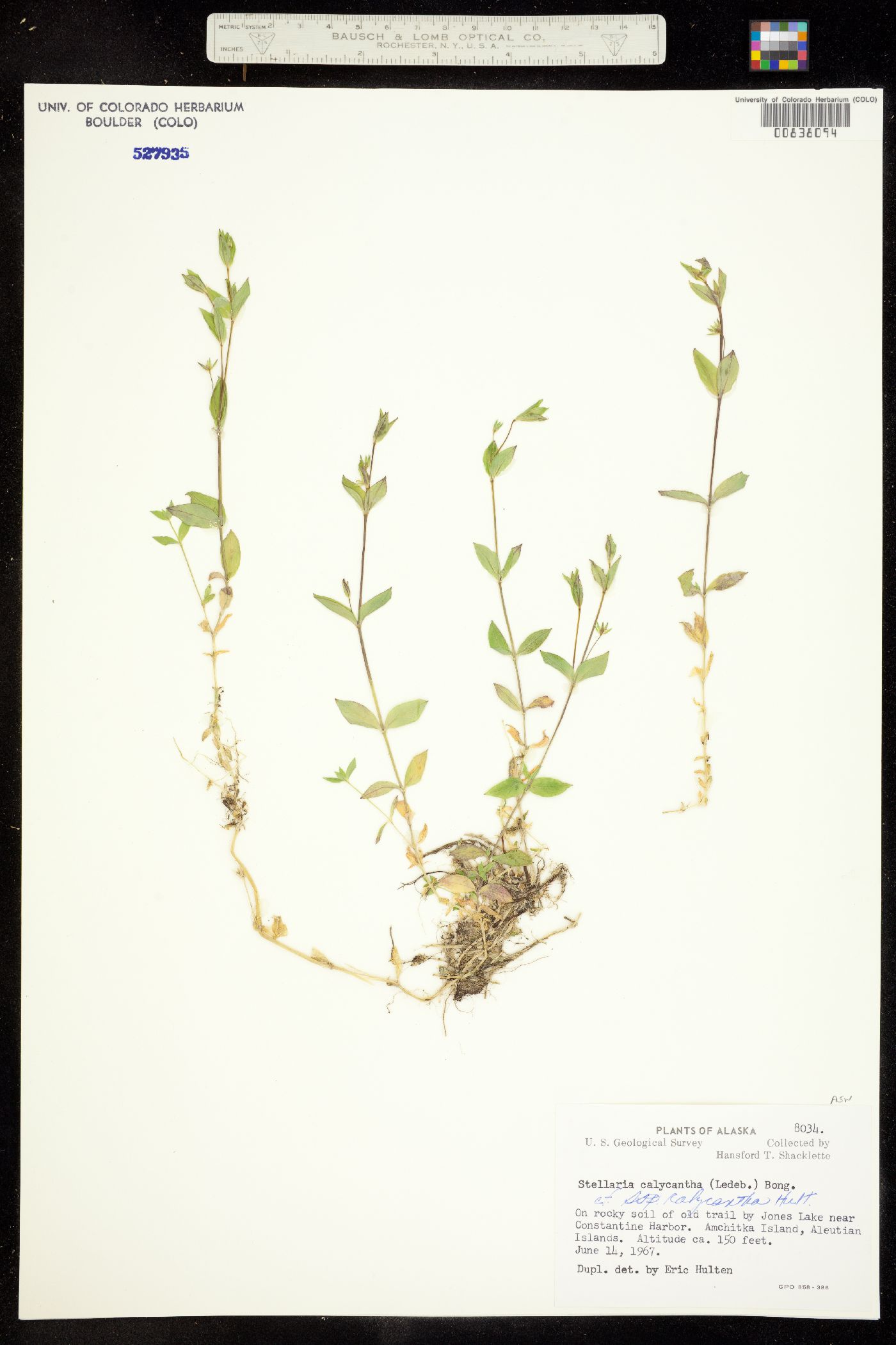 Stellaria calycantha image