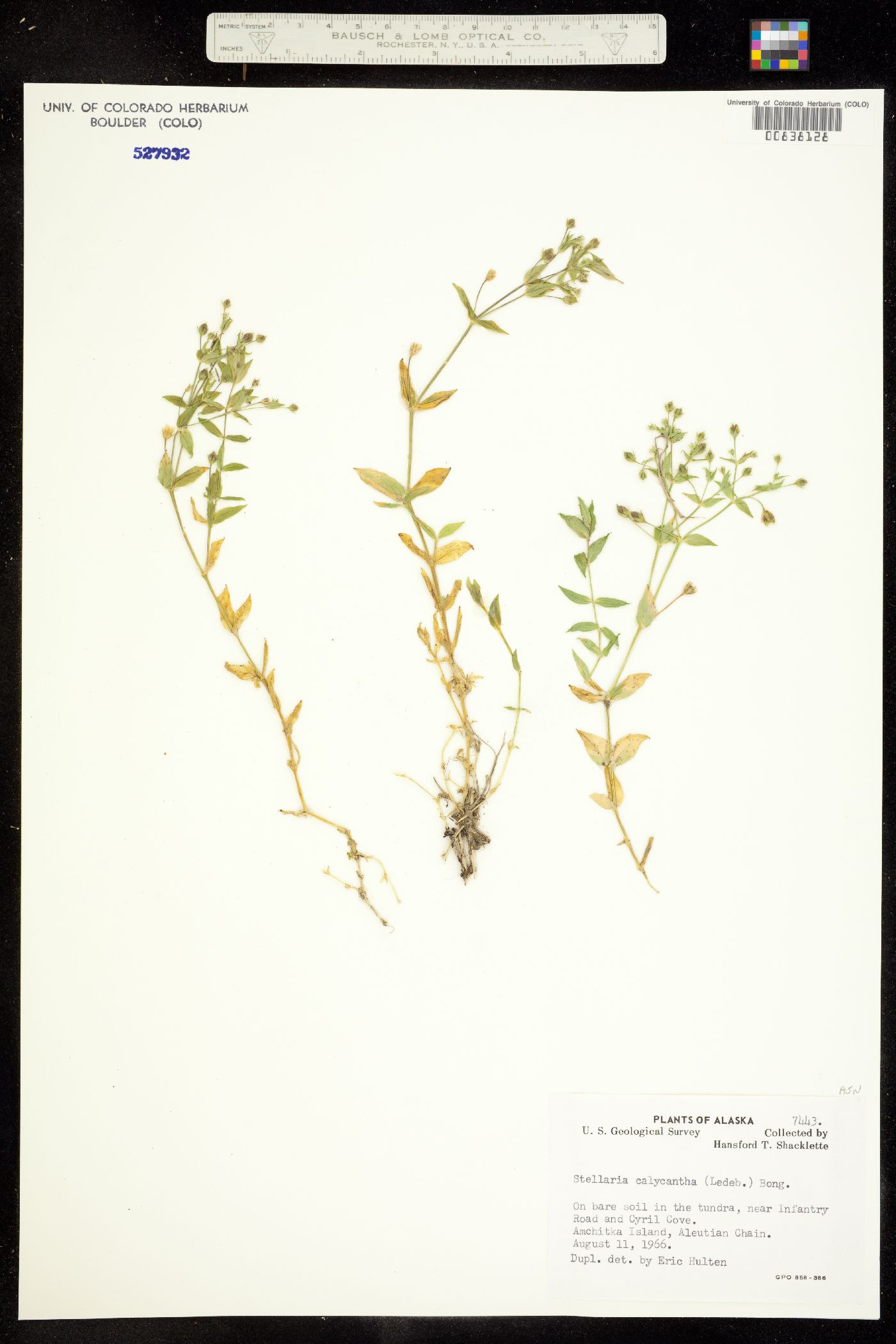 Stellaria calycantha image