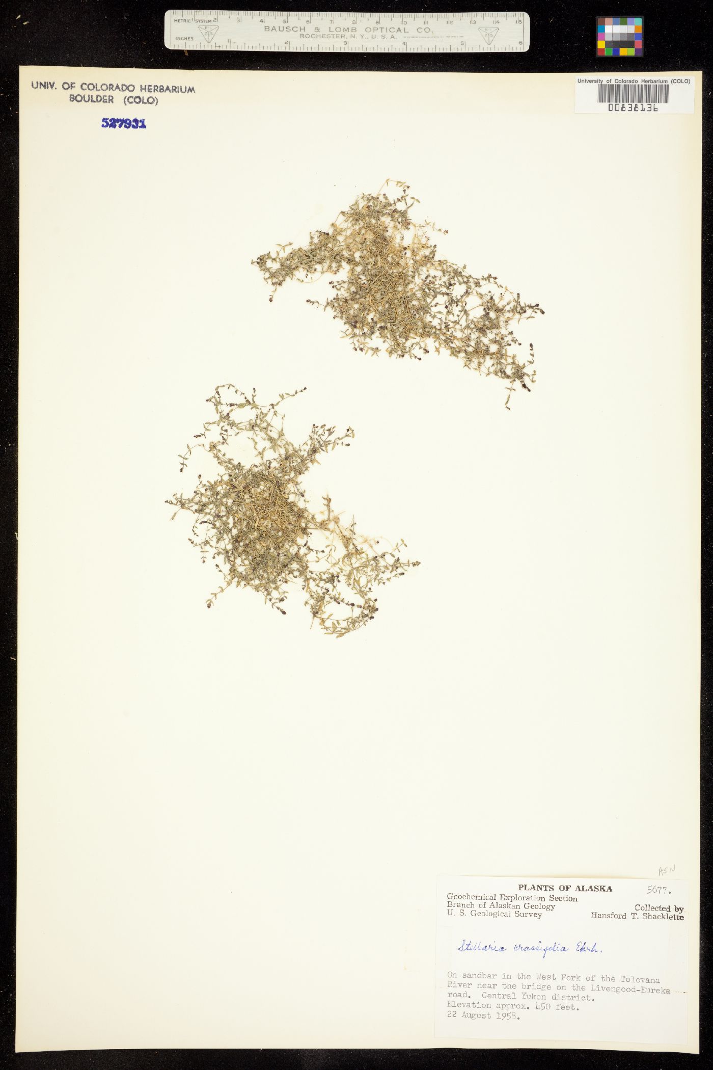 Stellaria crassifolia image