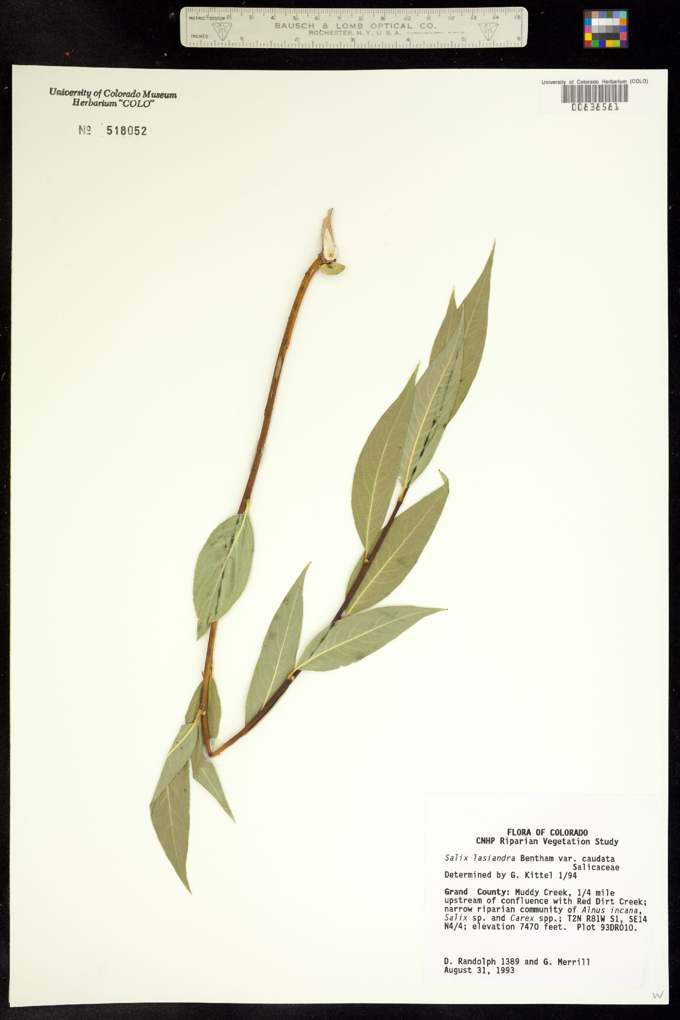 Salix lasiandra var. caudata image