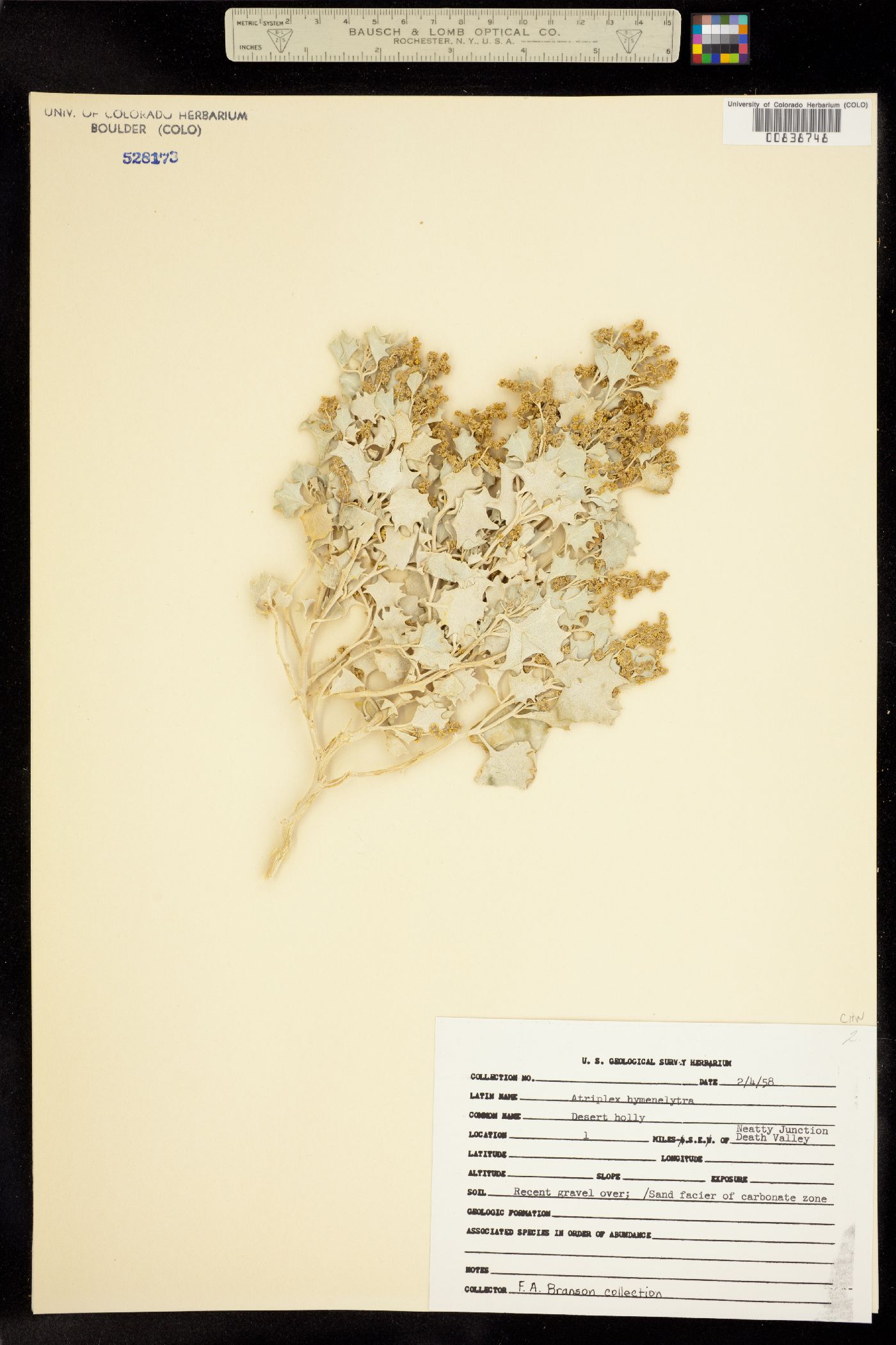 Atriplex hymenelytra image