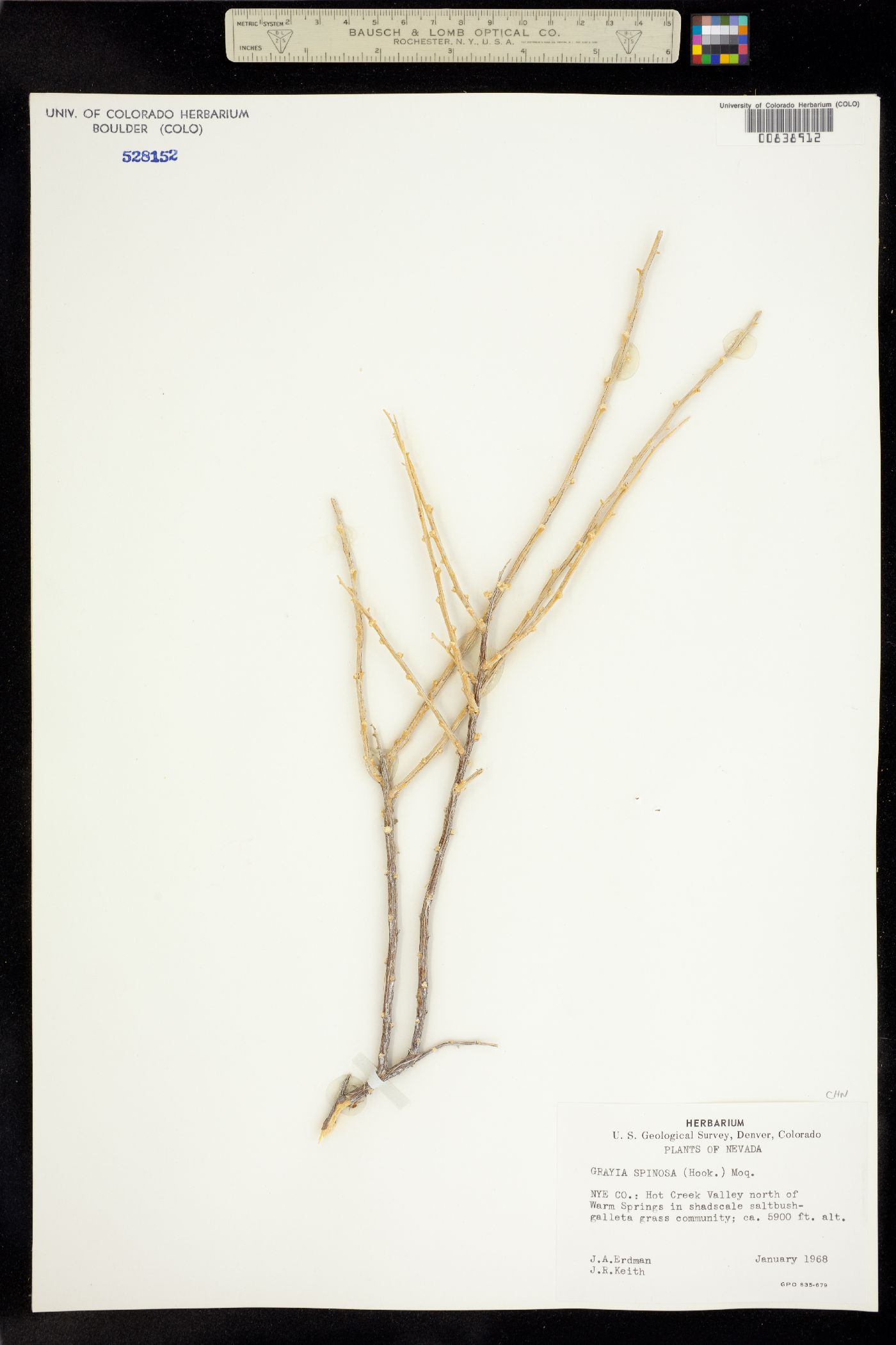 Grayia spinosa image