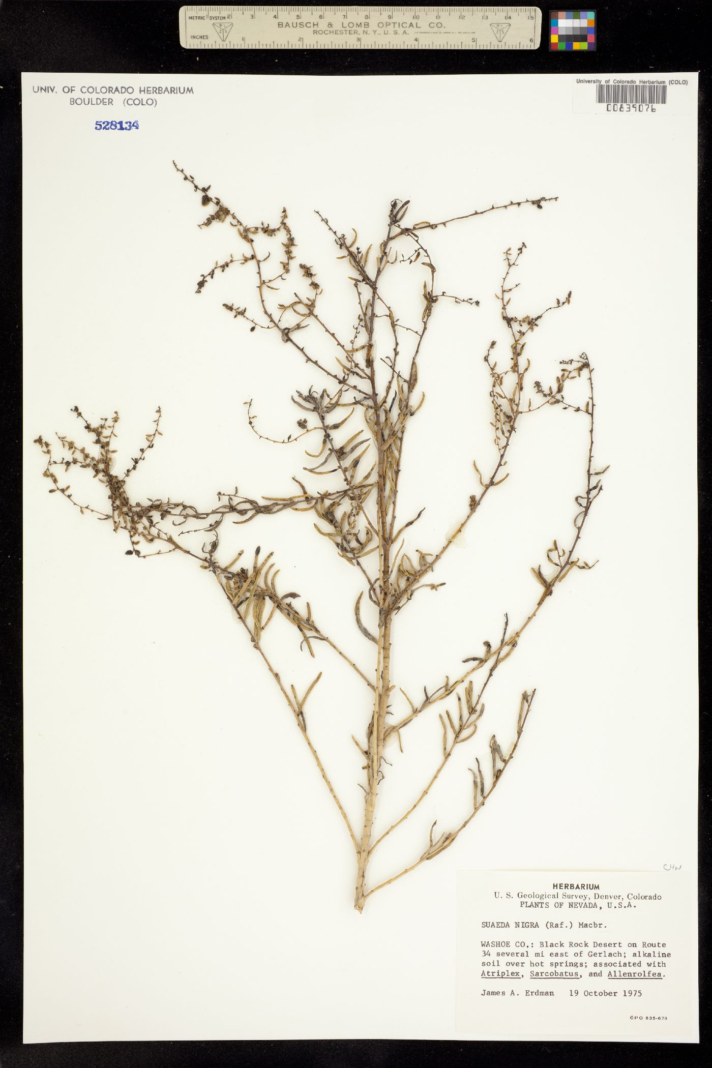 Suaeda nigra image
