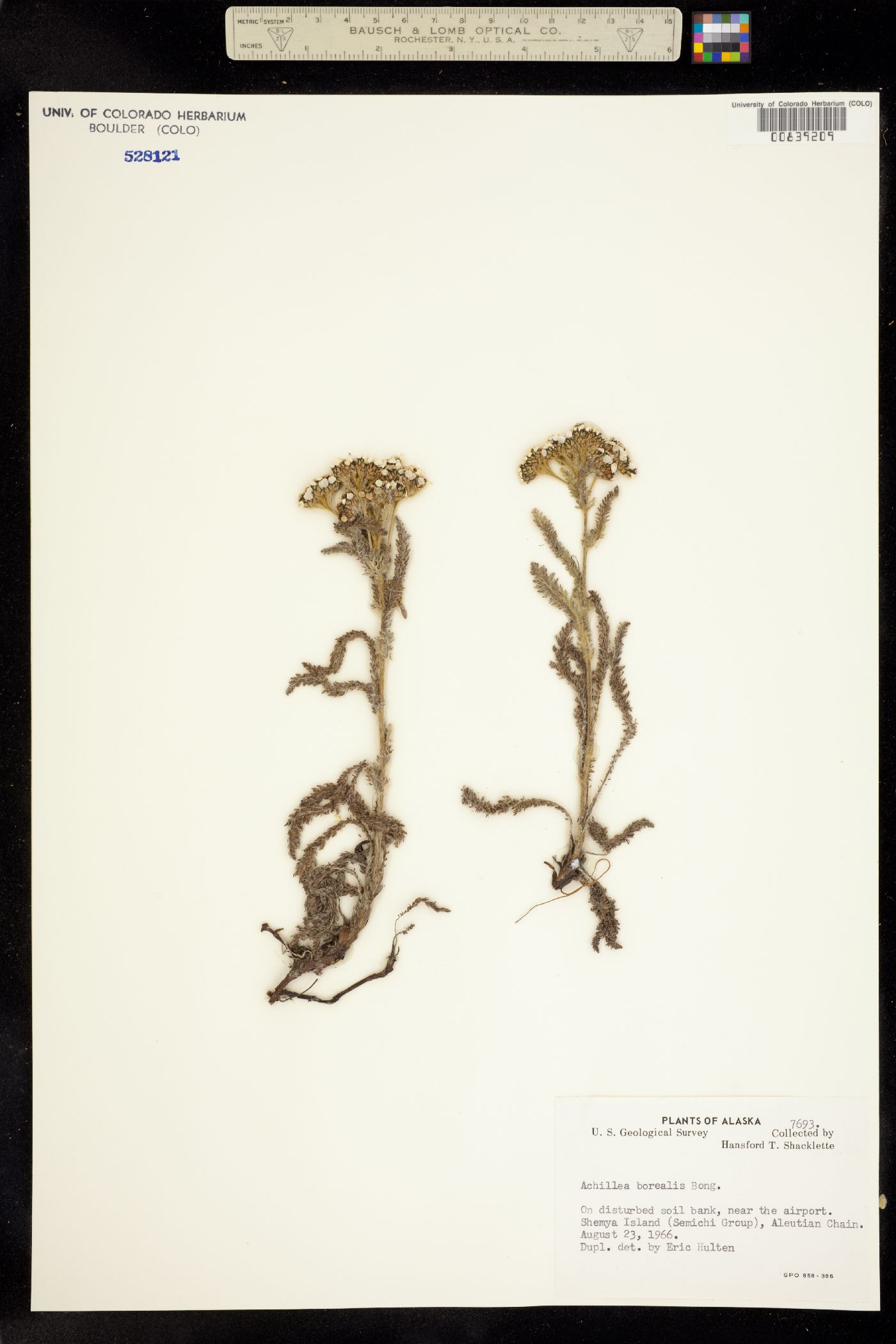Achillea millefolium image