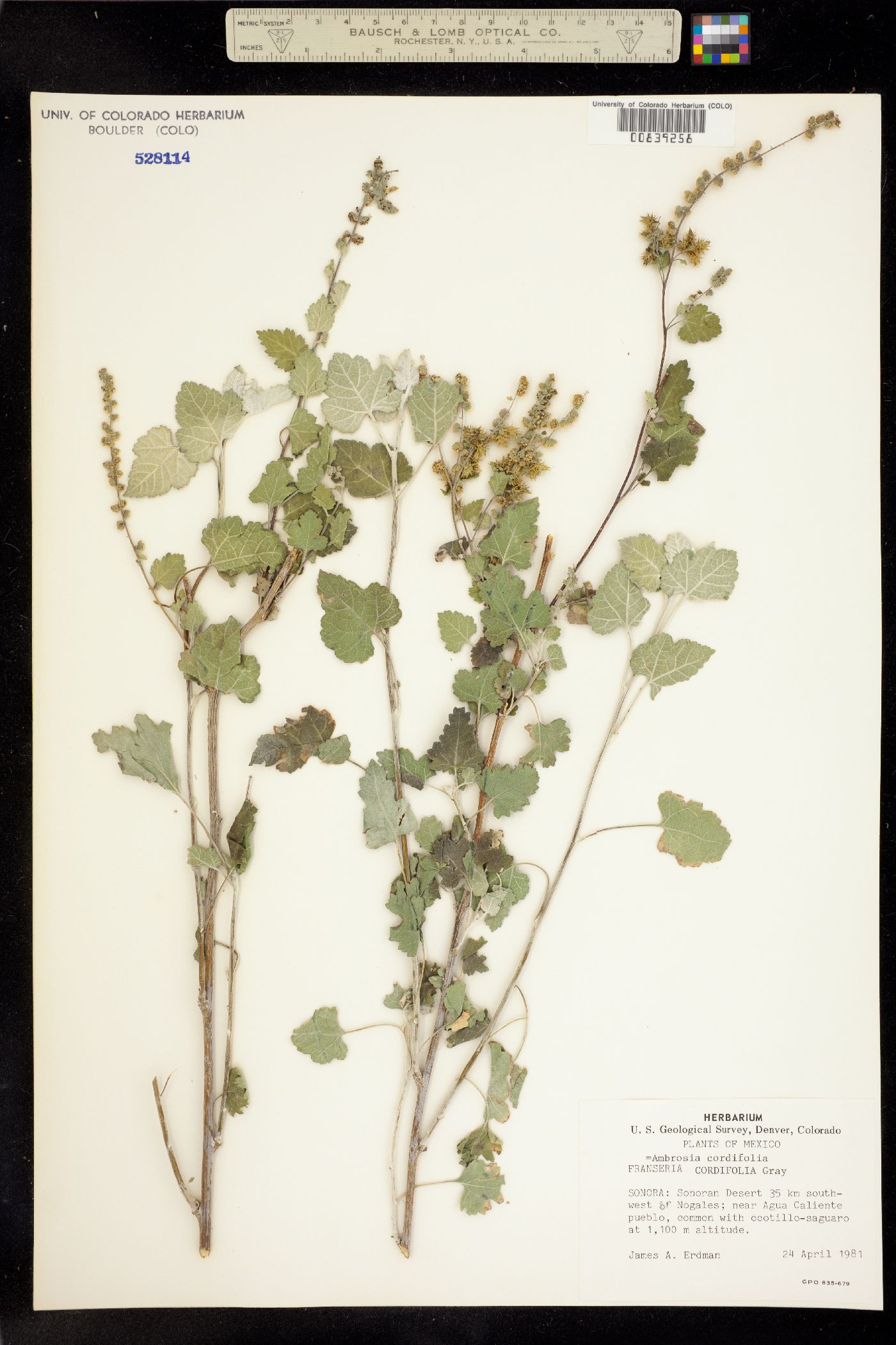 Ambrosia cordifolia image