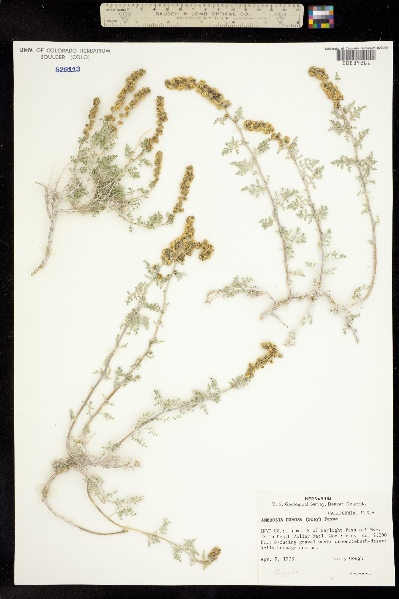 Ambrosia dumosa image