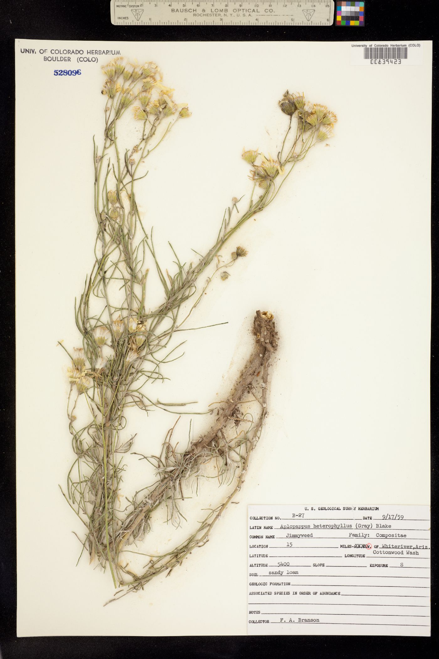 Isocoma pluriflora image