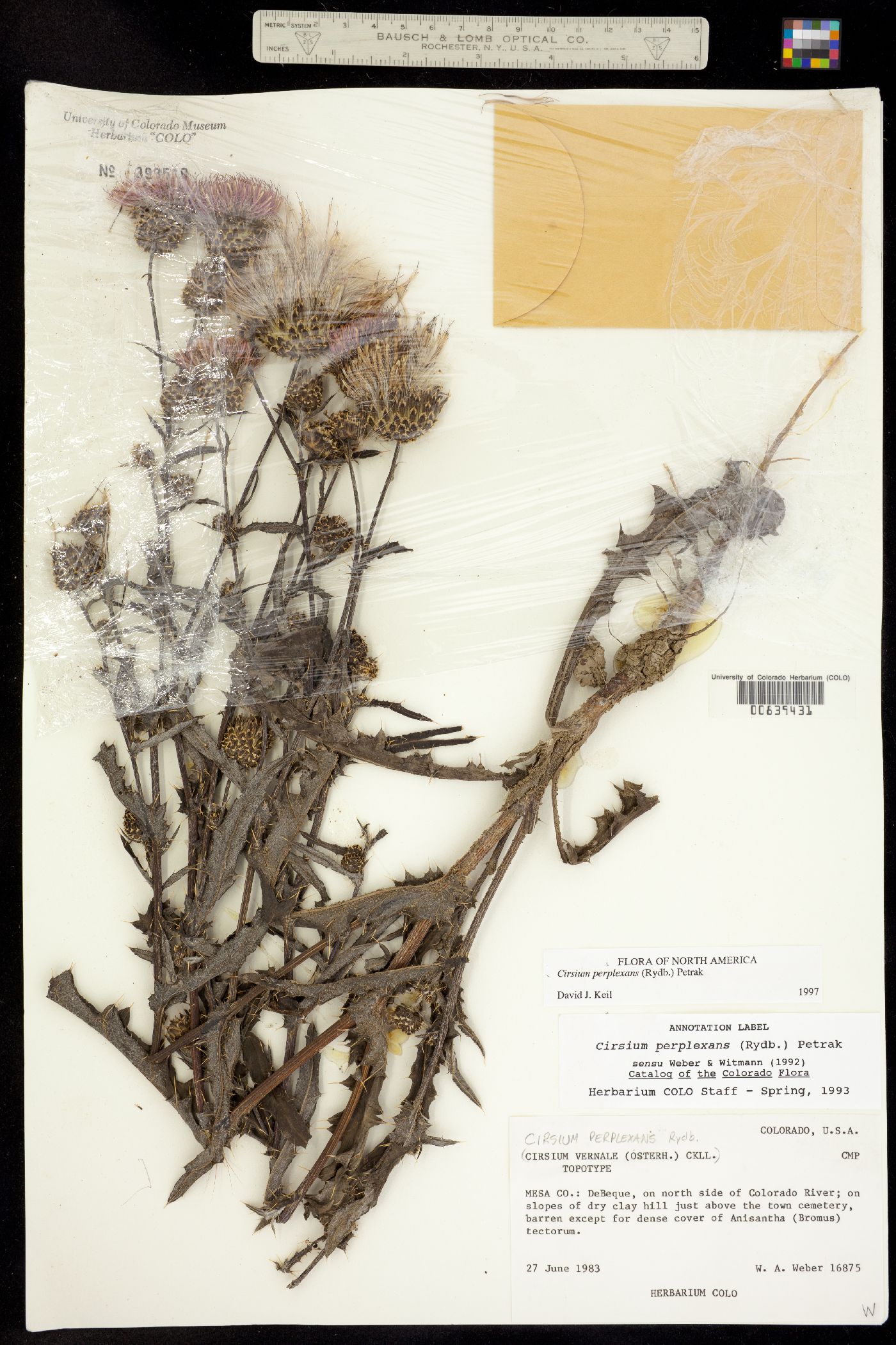 Cirsium perplexans image