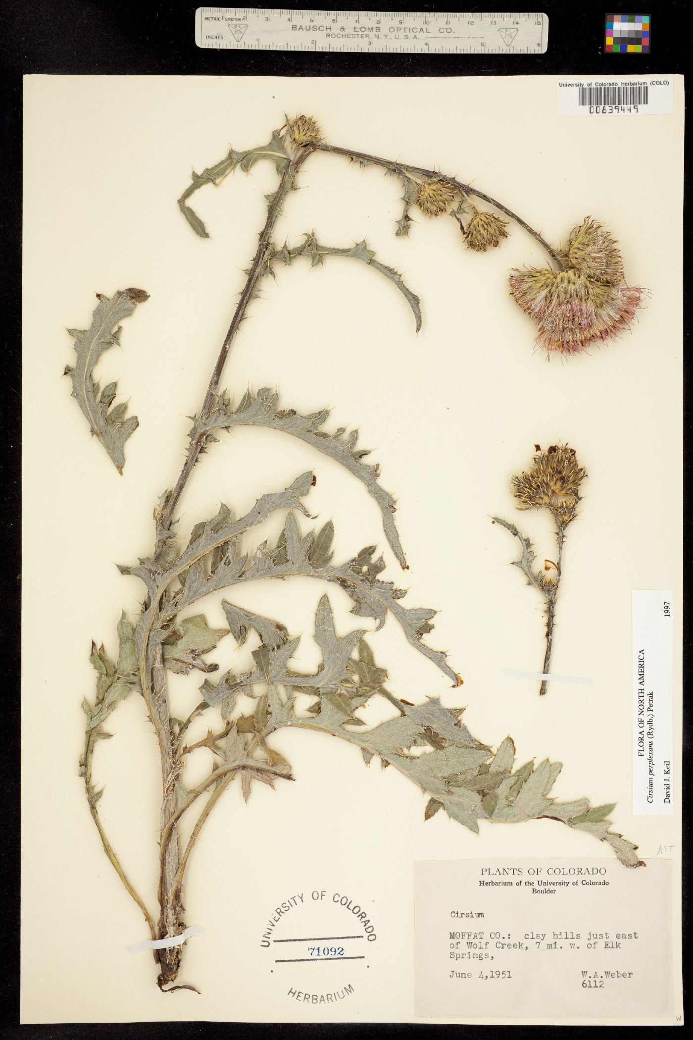 Cirsium perplexans image