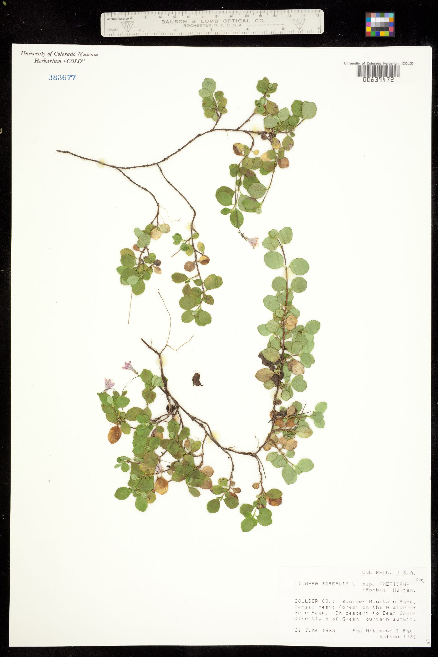 Linnaea borealis ssp. americana image