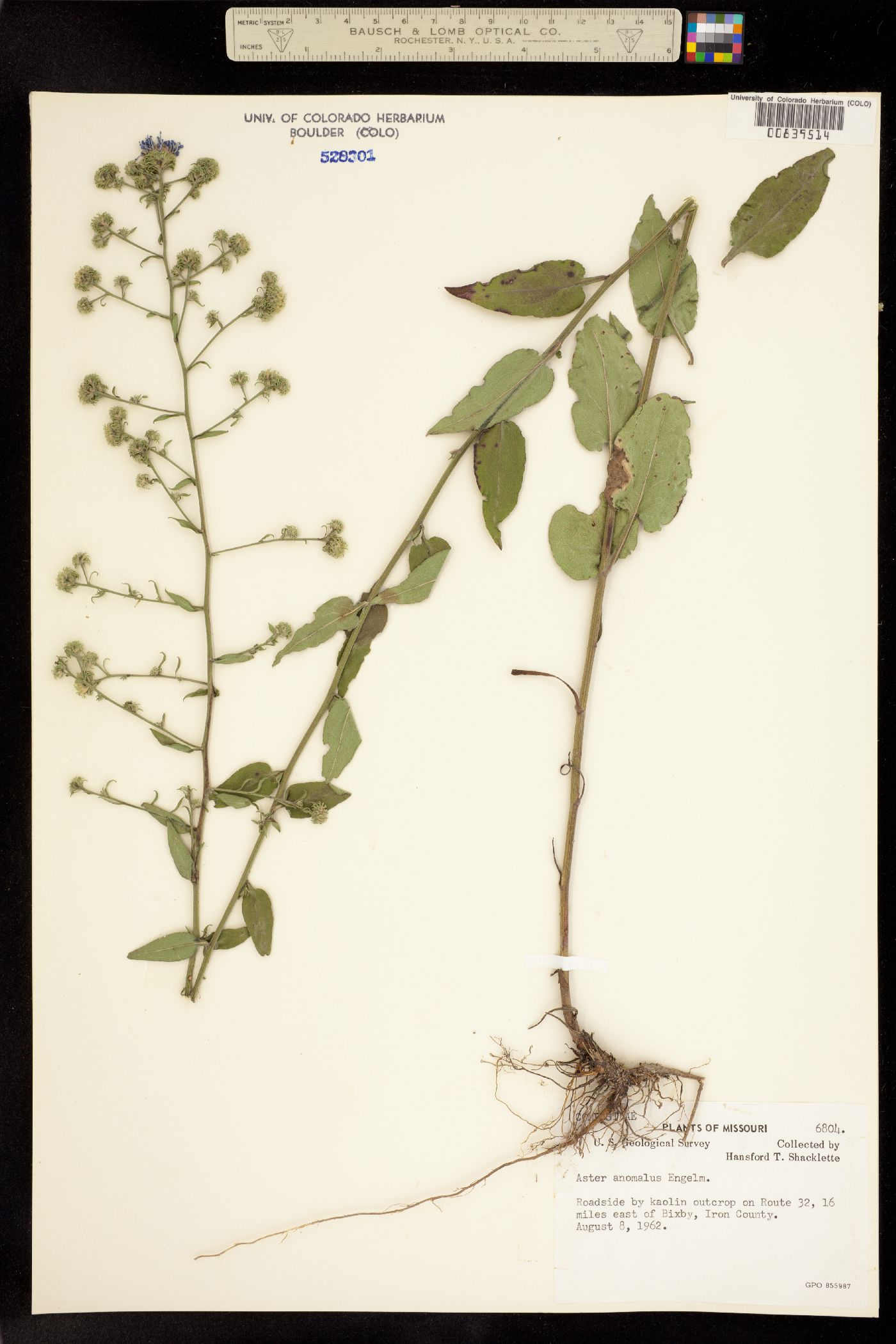 Symphyotrichum anomalum image