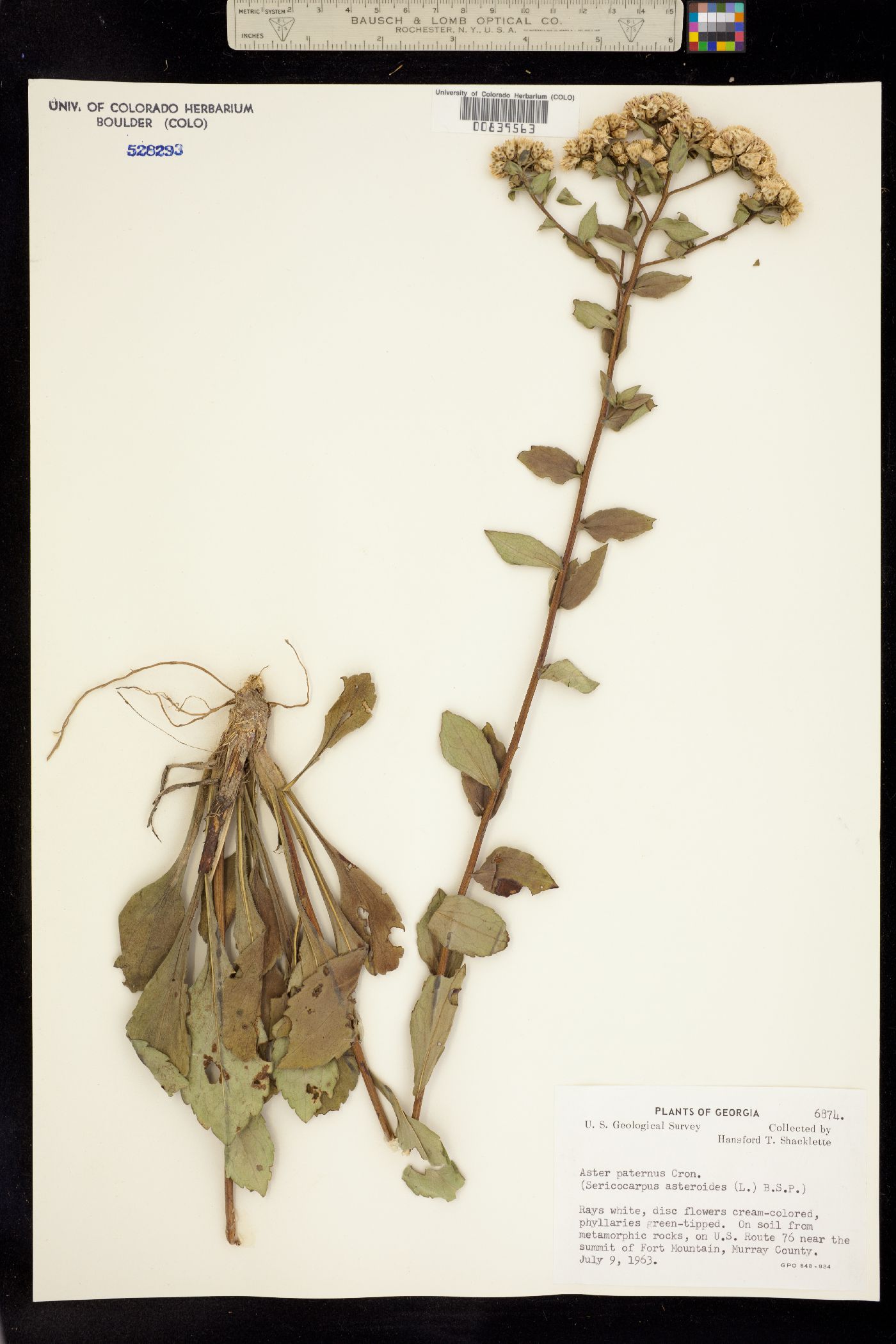 Sericocarpus asteroides image