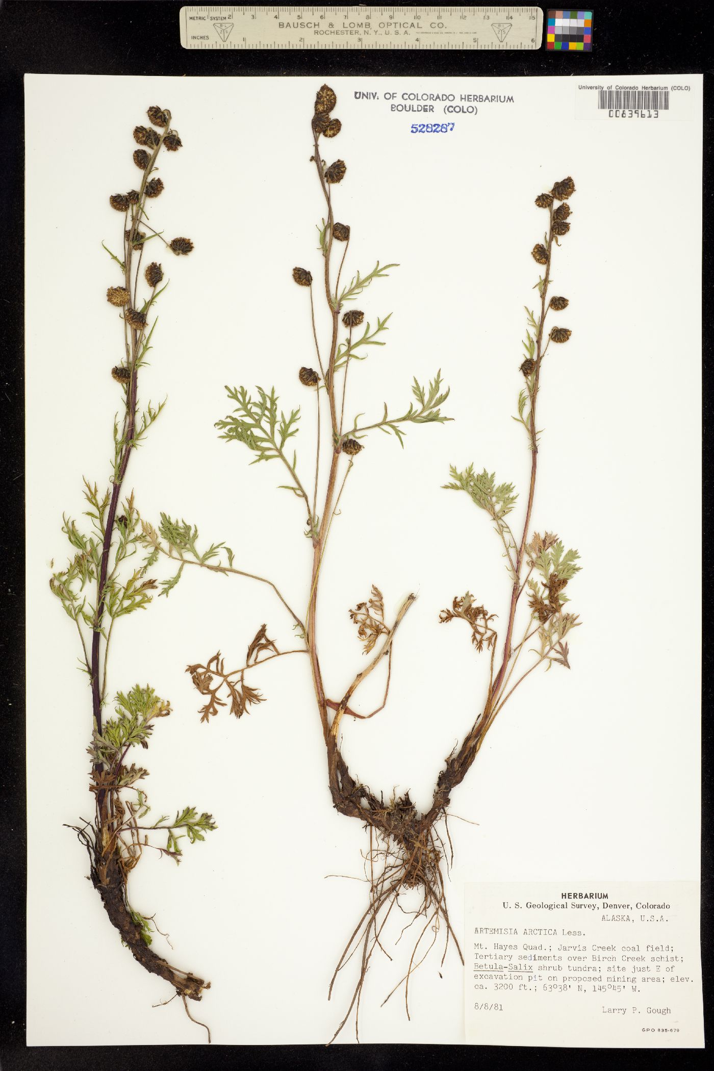 Artemisia arctica image