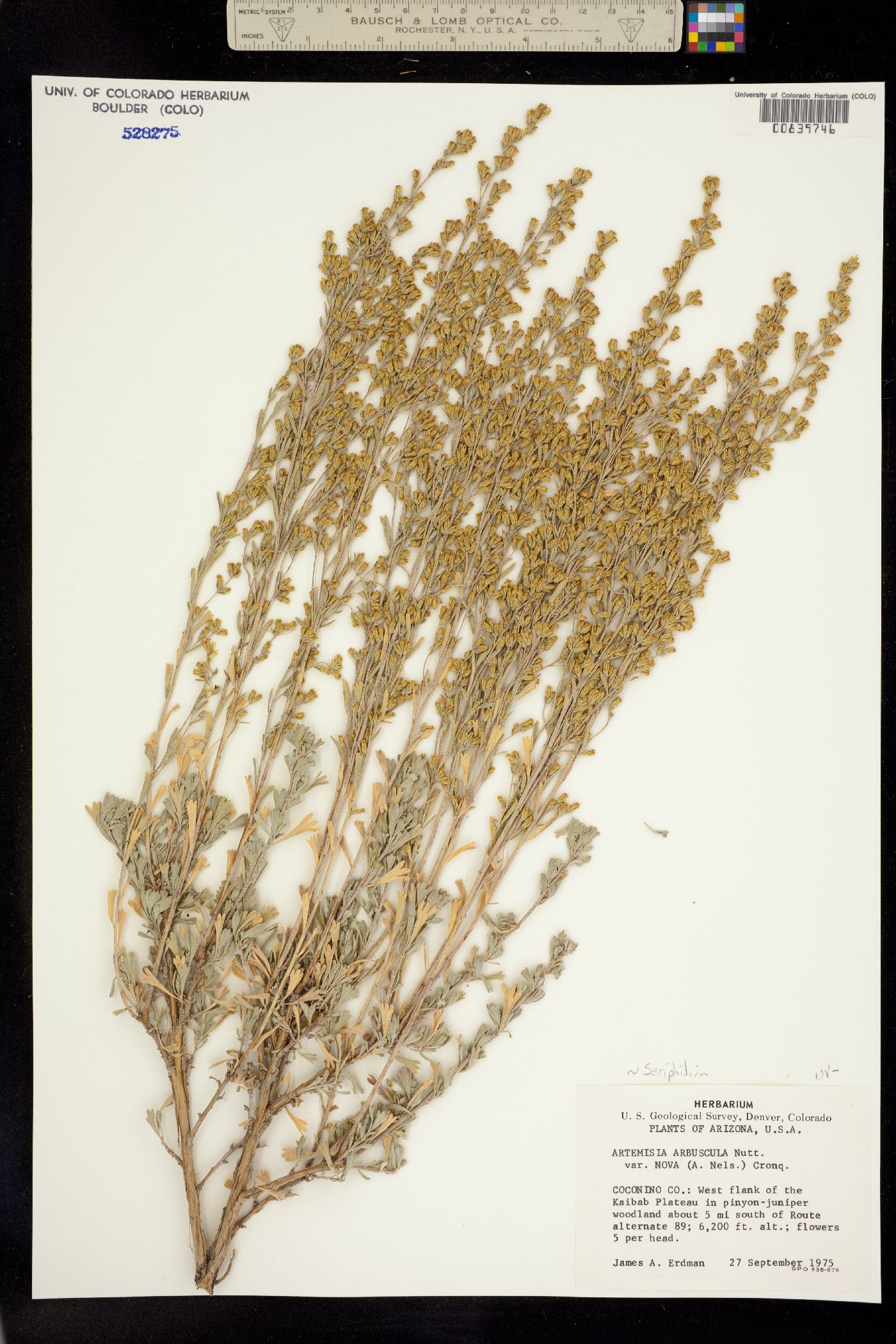 Artemisia nova image