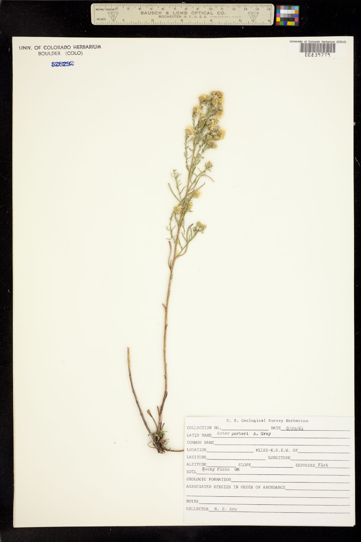 Aster image