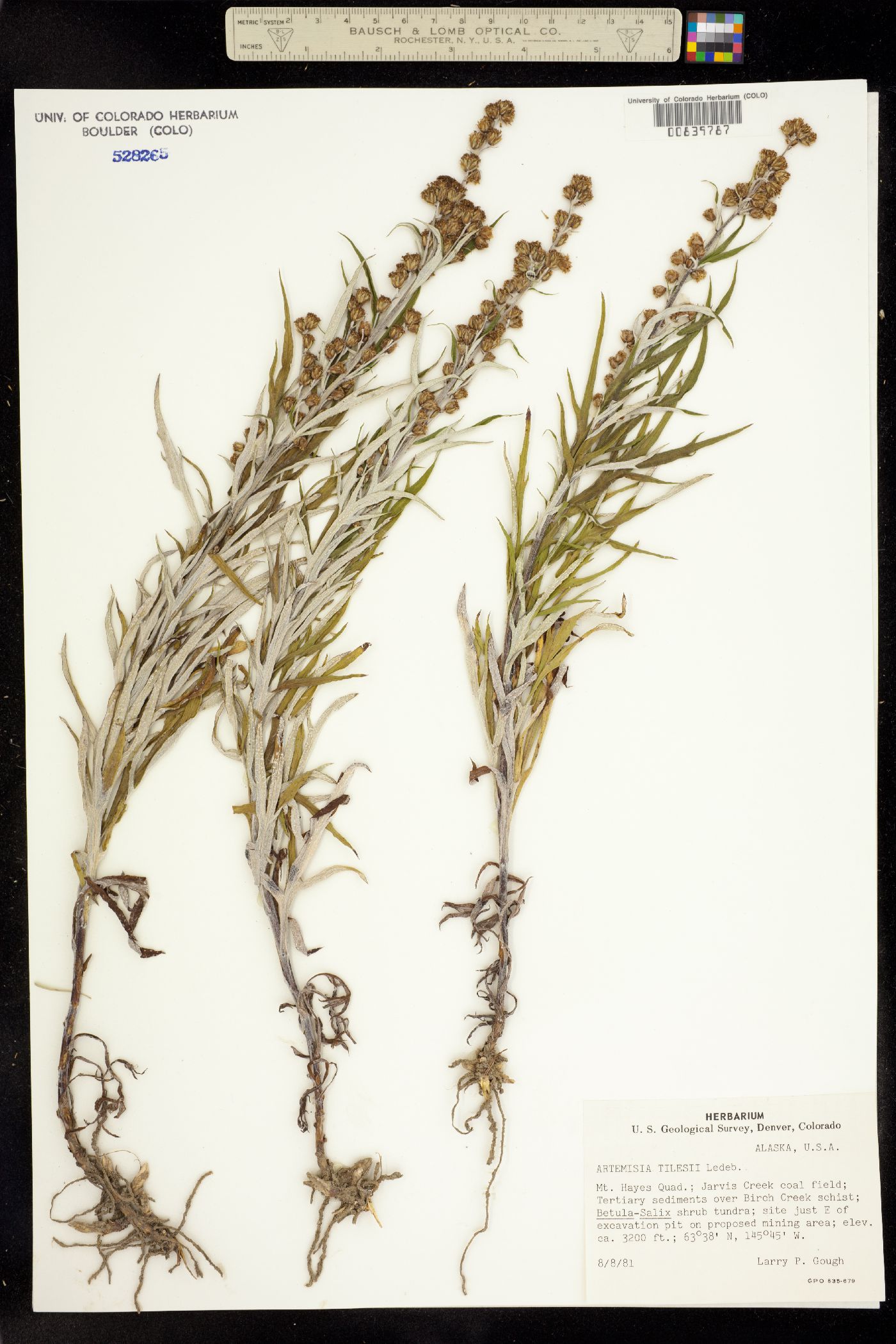 Artemisia tilesii image