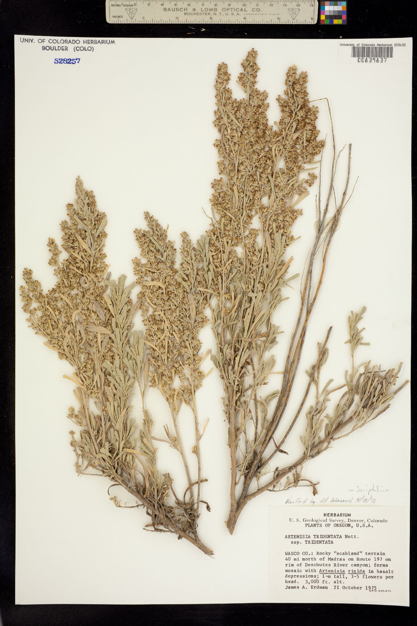 Seriphidium tridentatum image