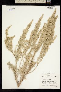 Artemisia tridentata subsp. vaseyana image