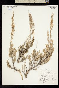 Seriphidium vaseyanum image