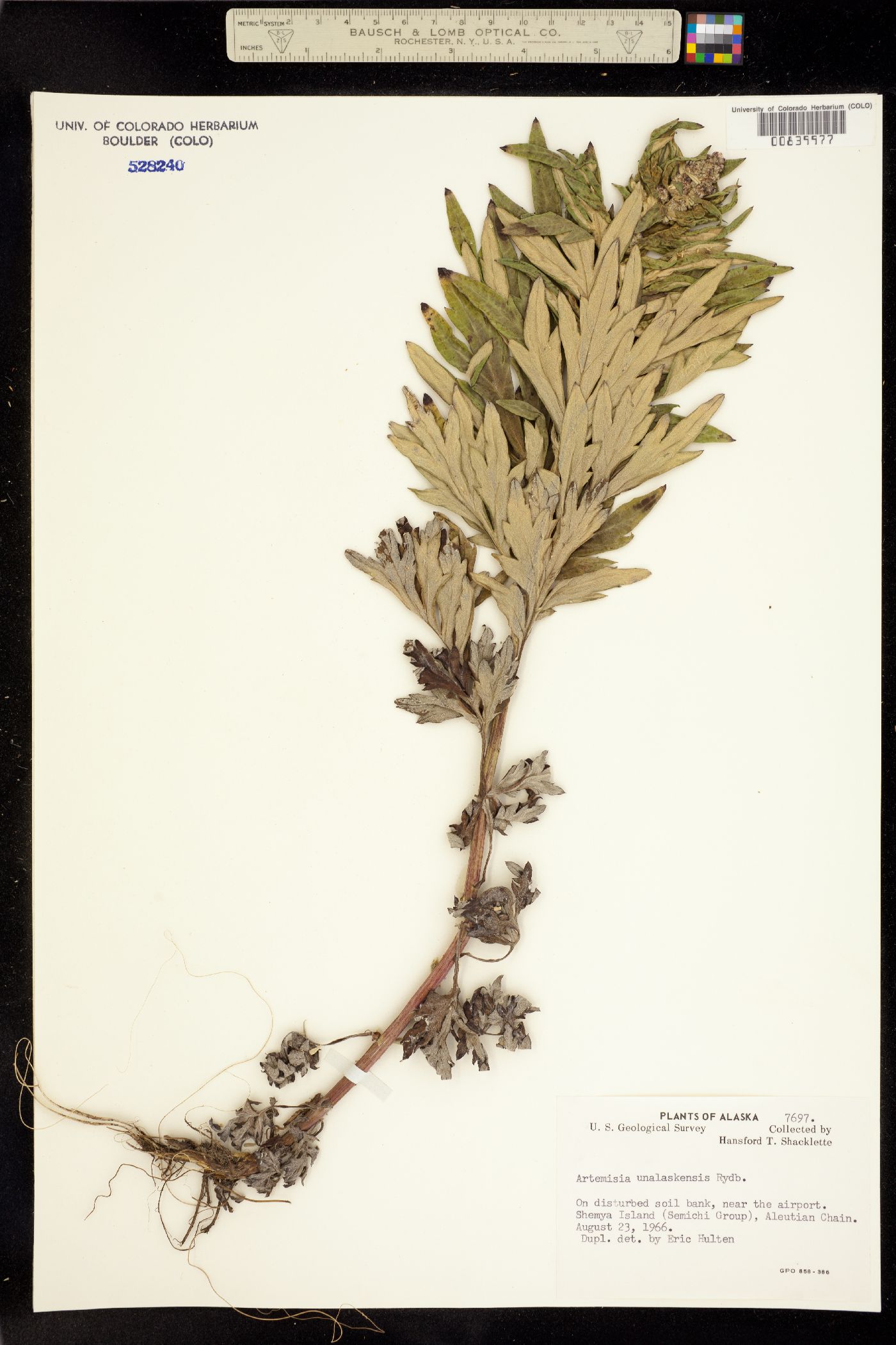 Artemisia unalaskensis image
